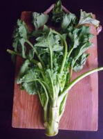 Plant de cima di rapa bio