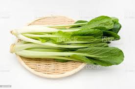 Plant de chou komatsuna bio
