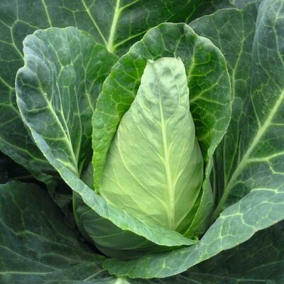 Plant de chou cabus vert pointu