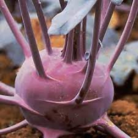 Plant de chou rave blaril bio