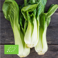 Plant de chou pakchoi  bio