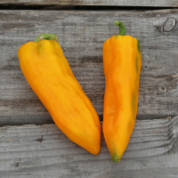 Plant de poivron corno di giallo bio