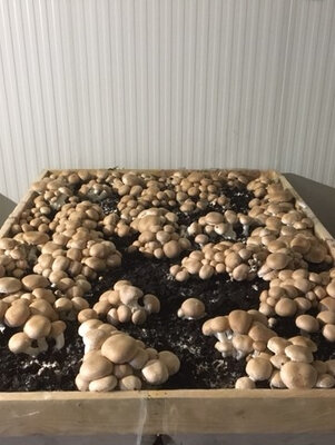 Champignon de paris brun