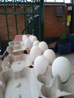 Oeuf d'oie