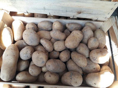Pomme de terre