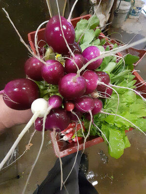 Radis rond violet