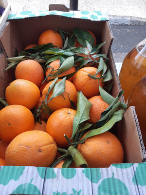 Oranges