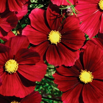 Plant cosmos rubenza