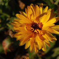 Plant de souci solar flash