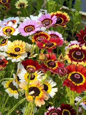 Plant de chrysanthème à carène bio
