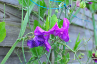 Plant de pois senteur