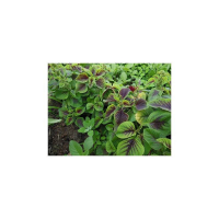 Plant d' amarante bicolore