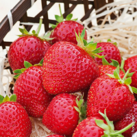 Plant de fraise charlotte bio