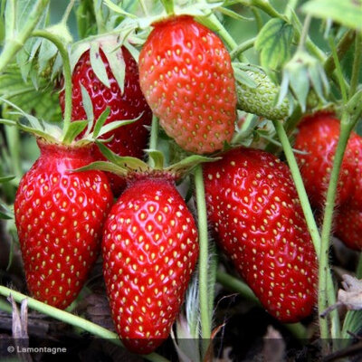 Plant de fraise mariguette bio