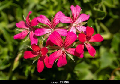 Geranium roi des balcons rouge