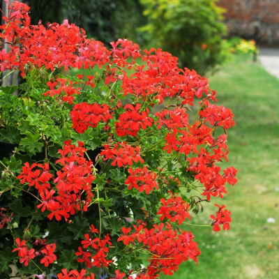 Geranium roi des balcons imperial