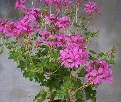 Geranium roi des balcons lilas