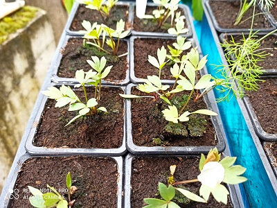 Plant livèche 'ache des montagnes'