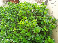 Basilic perpétuel botte