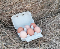 6 œufs de poules bio et plein air