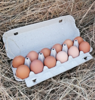 12 œufs de poules bio et plein air