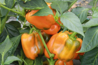 Plant de poivron california orange wonder