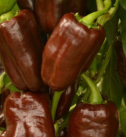 Plant de poivron chocolat
