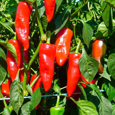 Plant de piment gorria d'espelette