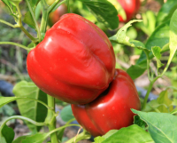 Plant de poivron yolo wonder