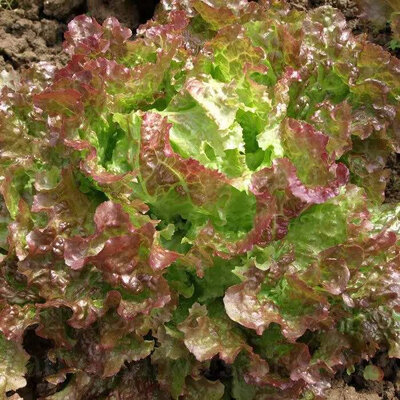 Plants de salade batavia grenobloise