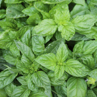 Plant de basilic géant vert