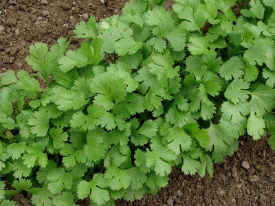 Plant de coriandre