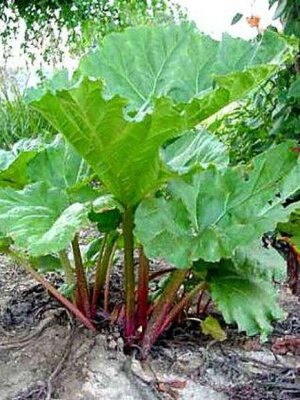 Plant de rhubarbe