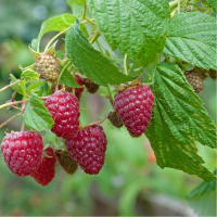 Plant de framboisier