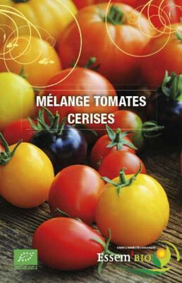 Plant de tomate  type cerise