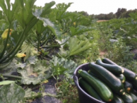 A planter -courgette en godet