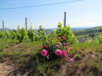 Beaujolais rose 2022