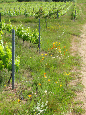 Beaujolais villages tradition 2023