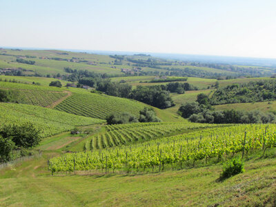Vieilles vignes 2022 médaille d'or