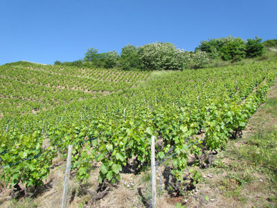 Terroir chenevert 2019 médaille d'or