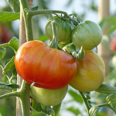 Tomate monfavet
