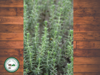 Plant de sarriette des montagnes