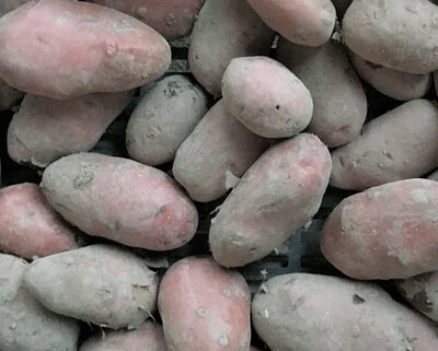 Pomme de terre désirée