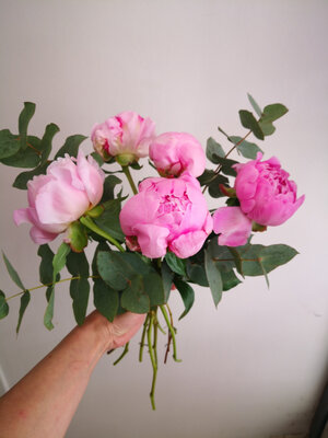 Bouquet de pivoines