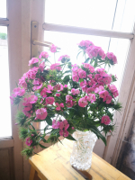 Bouquet d'oeillet de poéte