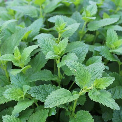 Tisane de mélisse