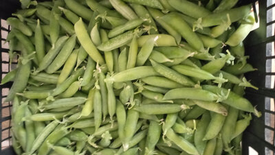 Petits pois frais