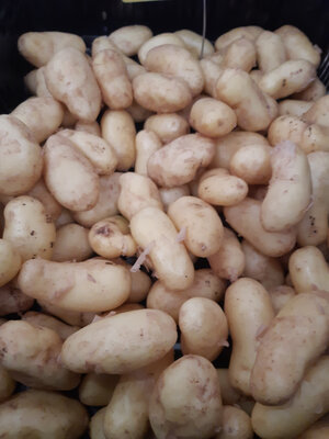 Pommes de terre nouvelle moy bf 15
