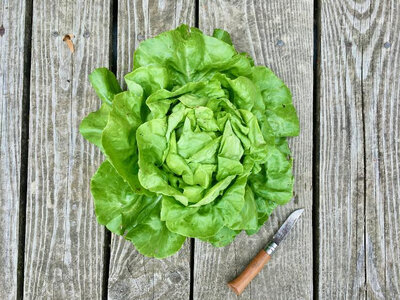 Salade verte