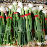 Oignons nouveaux